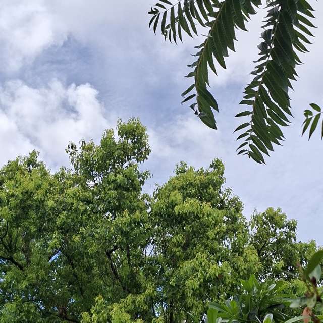 Green. Weather forecasts with beautiful photos by Yvonne Huang Photos in World