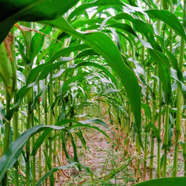 Glasmanの美しい写真による天気予報