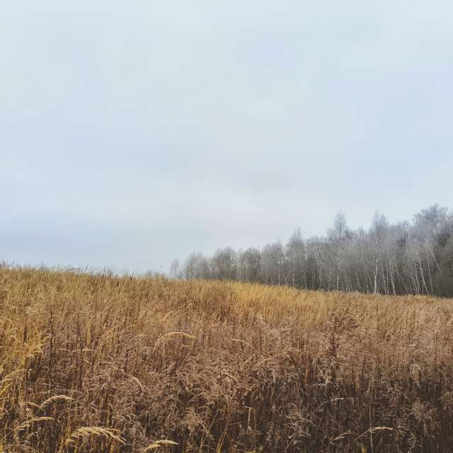 天气预报，带Aleksei精美的照片