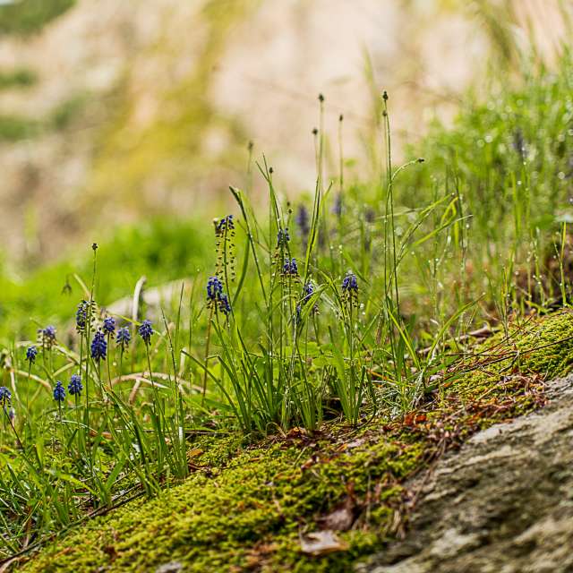 天气预报，带Cherneva精美的照片