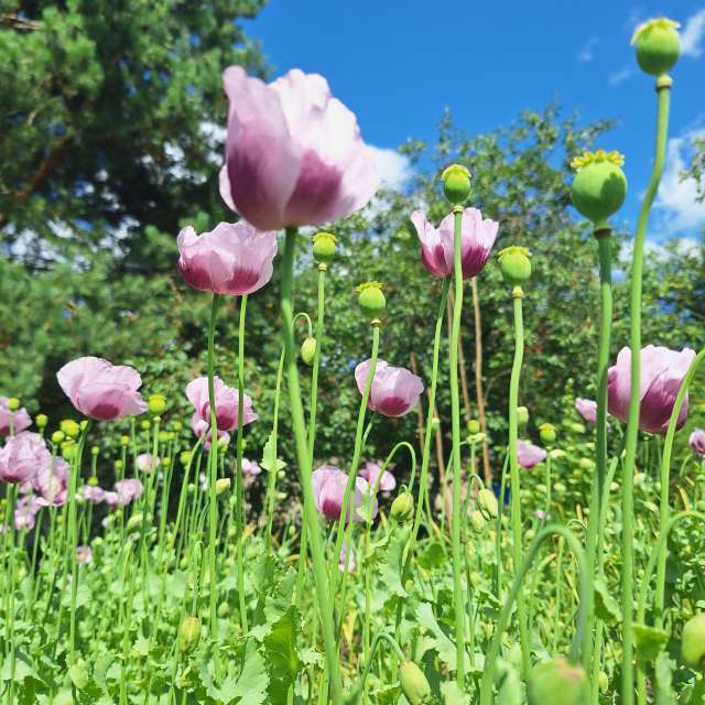 Summer. Weather forecasts with beautiful photos by NaturePhotographer2 Photos in Lithuania