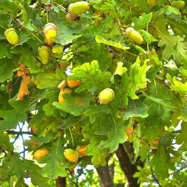 Apple. Weather forecasts with beautiful photos by Seni Photos in Velbert