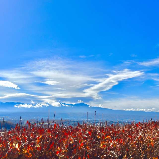 Tree. Weather forecasts with beautiful photos by Kasumisou Photos in Saku-shi