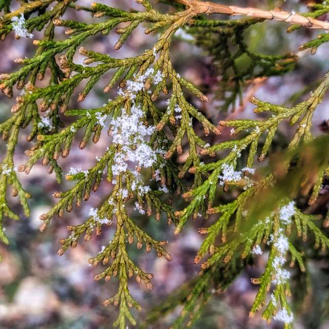 天气预报，带aastrelkova精美的照片