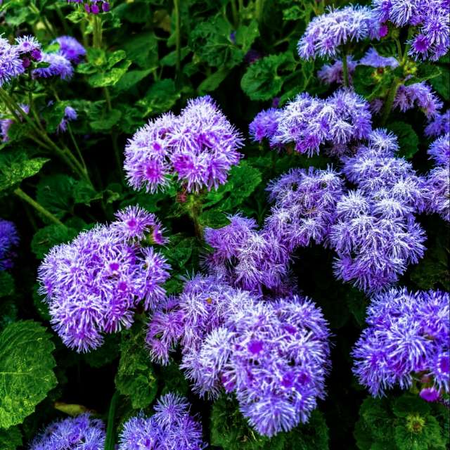 Photos Fleur. Prévisions météo avec de superbes photos de Ратибор de Moscow Oblast