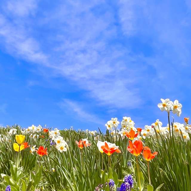 Kite. Weather forecasts with beautiful photos by Kasumisou Photos in Saku-shi