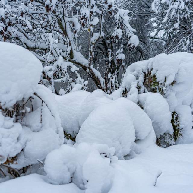 天气预报，带niki81vd精美的照片