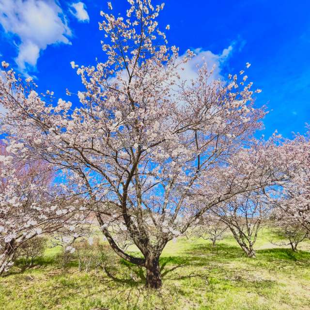 Tree. Weather forecasts with beautiful photos by Kasumisou Photos in Saku-shi