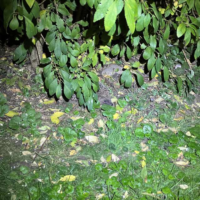 Photos Marche. Prévisions météo avec de superbes photos de SwissEloi de Sonceboz