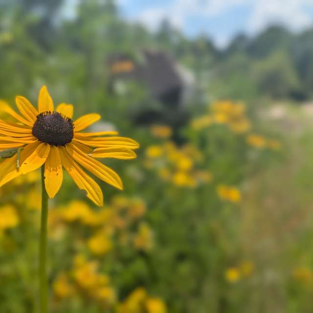 Weather Photos in Flower. Weather forecasts with beautiful photos by imamoonpuppy