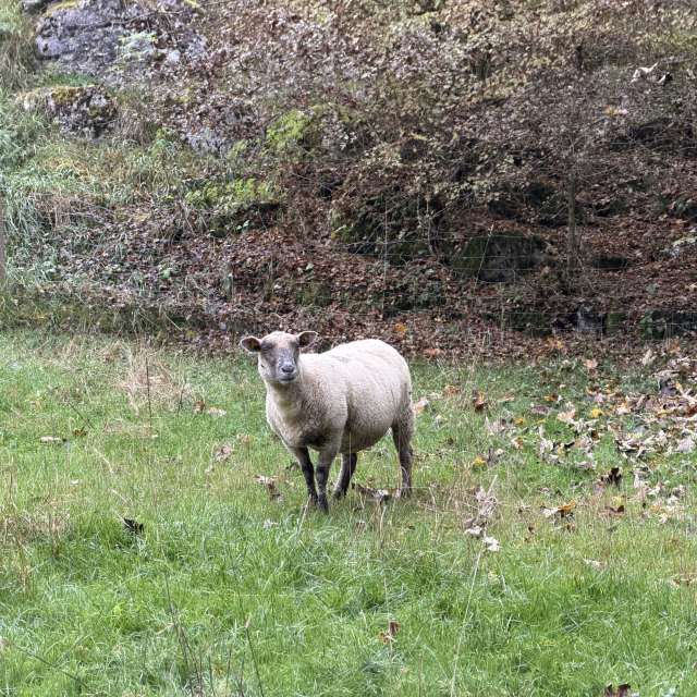 Photos Animal. Prévisions météo avec de superbes photos de SwissEloi de Sonvilier