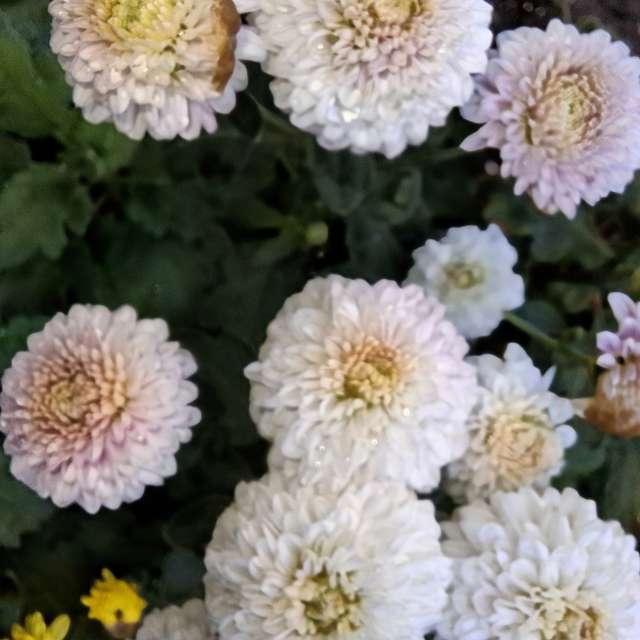 Wettervorhersagen mit schönen Fotos von Wen-ya Huang