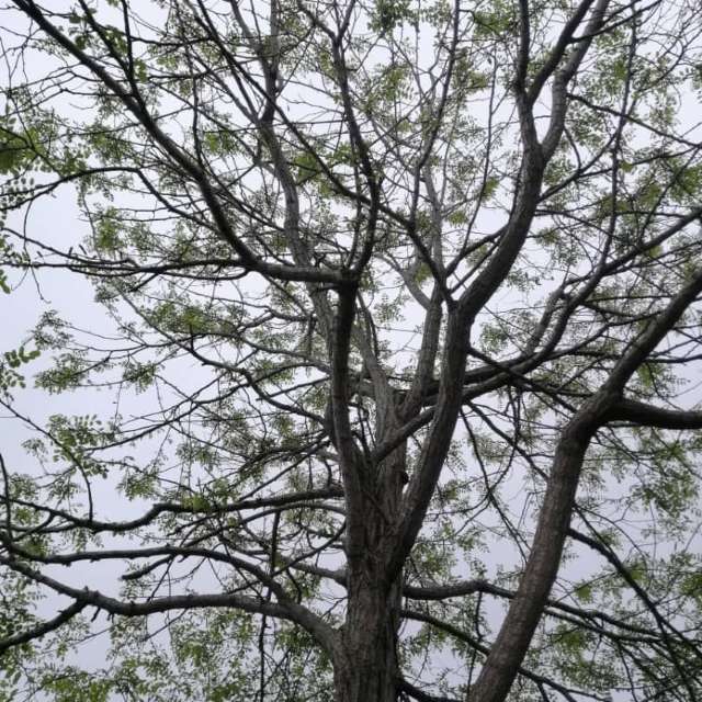 天气预报，带gentlemen55精美的照片