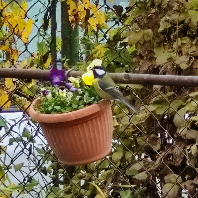 Fotos Comida. Previsões do tempo com lindas fotos de Piškot em Bohunovice