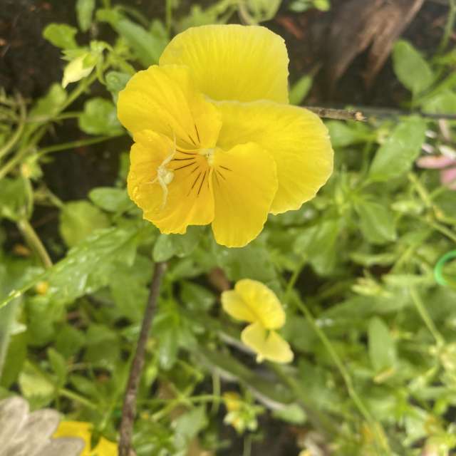 天气预报，带Lulu5523精美的照片
