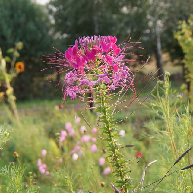Frau. Wettervorhersagen mit schönen Fotos von Andrie Fotos Lwiw