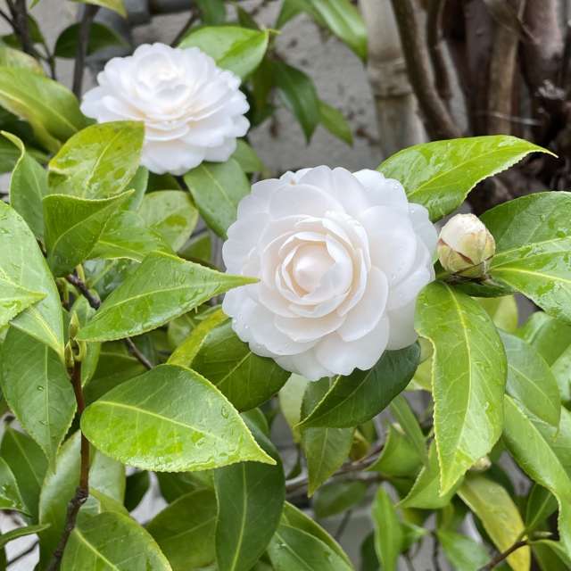 Fotos Pizza. Previsões do tempo com lindas fotos de あさのジジ em Okayama