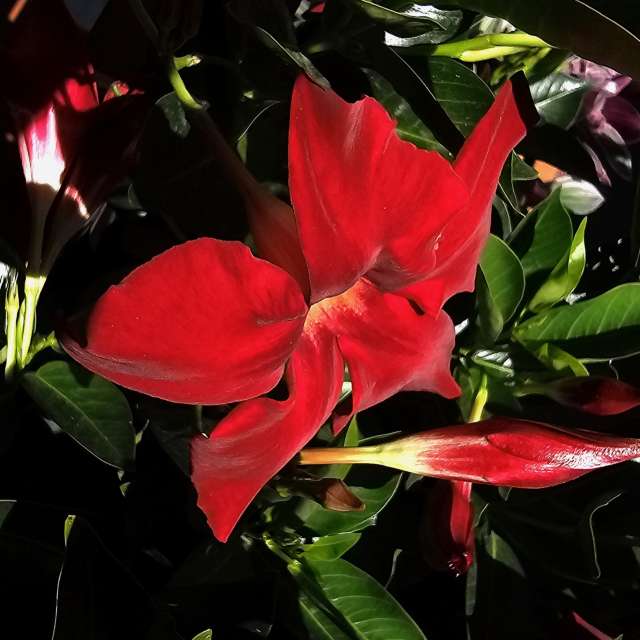 Weather forecasts with beautiful photos by Rosa