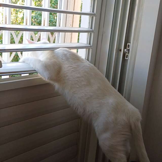 天气预报，带Zaza精美的照片