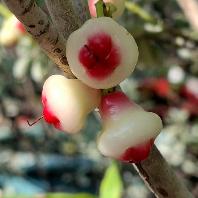 Prévisions météo avec de superbes photos de Wen-ya Huang