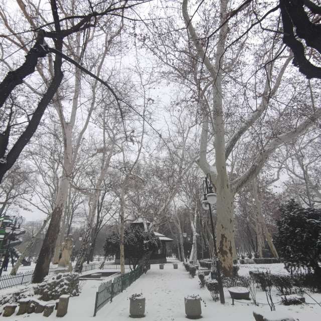 Fotos del Oveja. Pronósticos del tiempo con hermosas fotos de YanBog en București