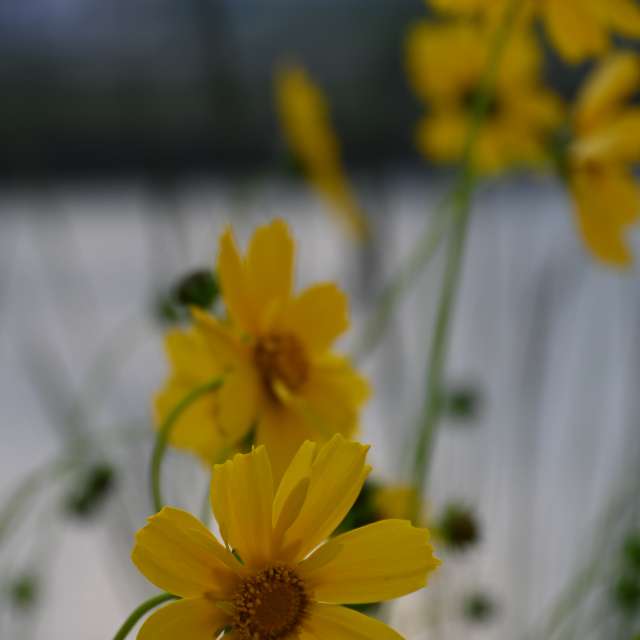 Fotos Bicicleta. Previsões do tempo com lindas fotos de あさのジジ em Okayama