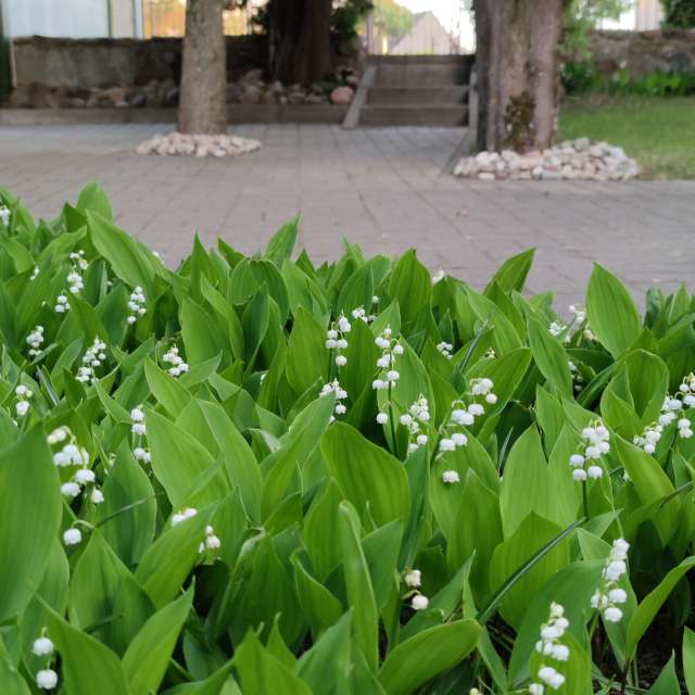 Pronósticos del tiempo con hermosas fotos de Maryous