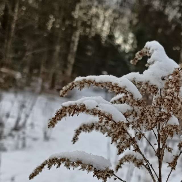 Previsões do tempo com lindas fotos de Madlen