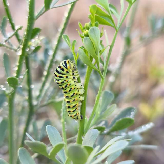 Fotos Plantar. Previsões do tempo com lindas fotos de BIKOTRAVEL em A Estrada