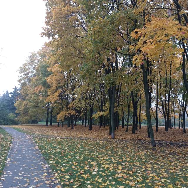 Forest. Weather forecasts with beautiful photos by Amanda_and_Valdemar_Che Photos in Izmaylovo District