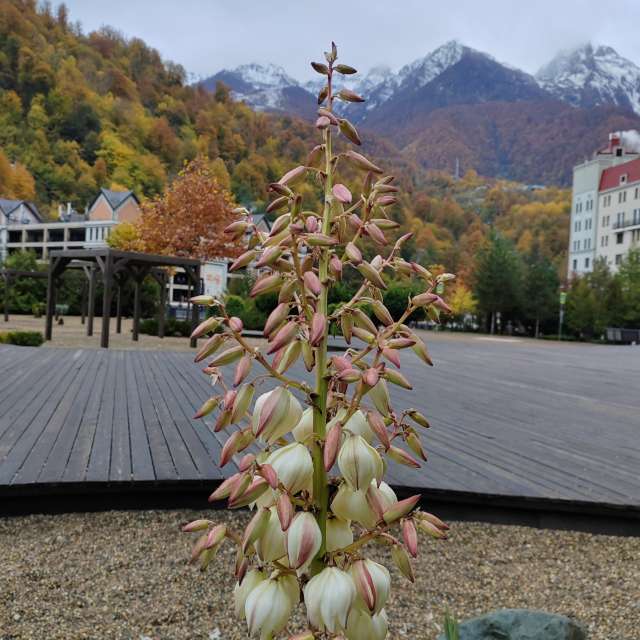 Flower. Weather forecasts with beautiful photos by Albert_Smelovtsev Photos in Roza Khutor