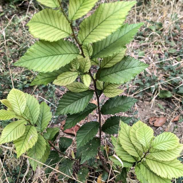 Fotos del Lozano. Pronósticos del tiempo con hermosas fotos de YanBog en București