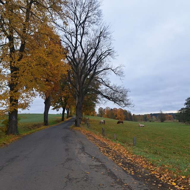 Sheep. Weather forecasts with beautiful photos by Sviatoslav Photos in World
