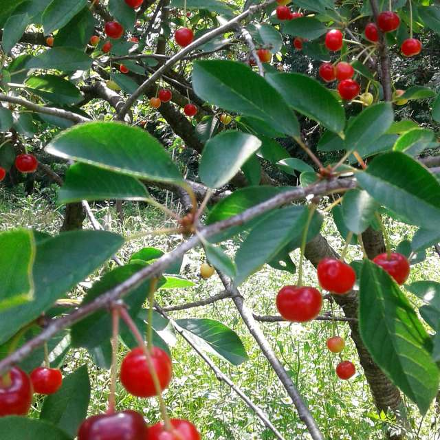 GREENE. Weather forecasts with beautiful photos by urashm Photos in Khmelnytskyi