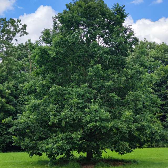 Pronósticos del tiempo con hermosas fotos de Maryous