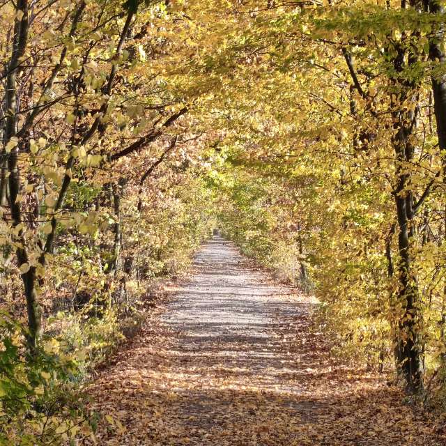duck102の美しい写真による天気予報