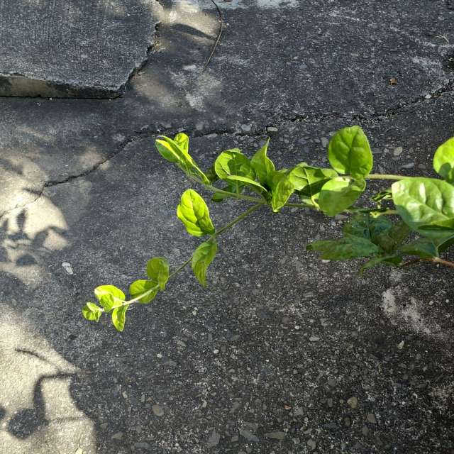 Fotos Pedra. Previsões do tempo com lindas fotos de Wen-ya Huang em Kaohsiung City