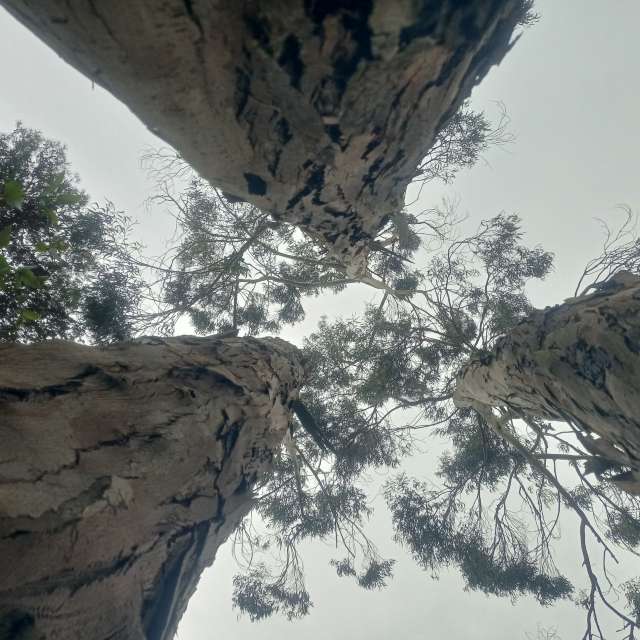 Prévisions météo avec de superbes photos de Joaquim Fonseca