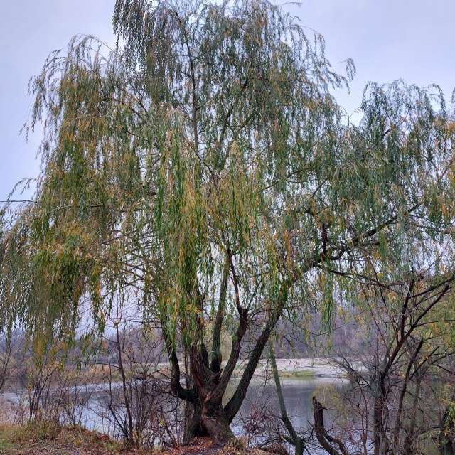 Willow. Weather forecasts with beautiful photos by Iryna Photos in Kharkiv