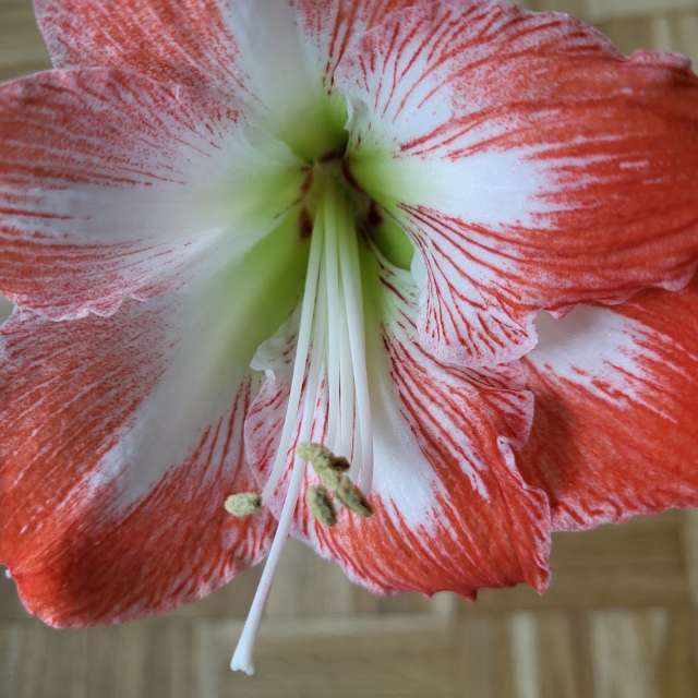 aida-khaldiの美しい写真による天気予報