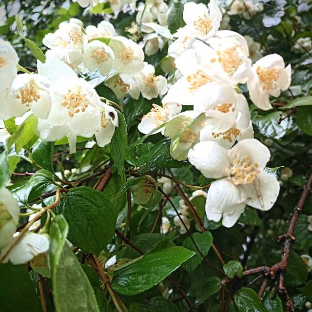 Pronósticos del tiempo con hermosas fotos de fruta