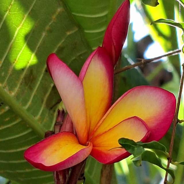 Oranges. Weather forecasts with beautiful photos by Wen-ya Huang Photos in Kaohsiung City