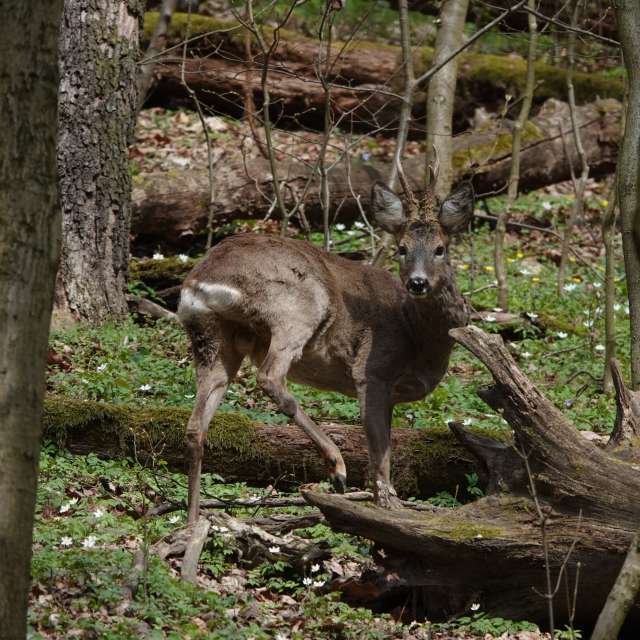 Fotos Madeira. Previsões do tempo com lindas fotos de Vasek325 em Praha 4