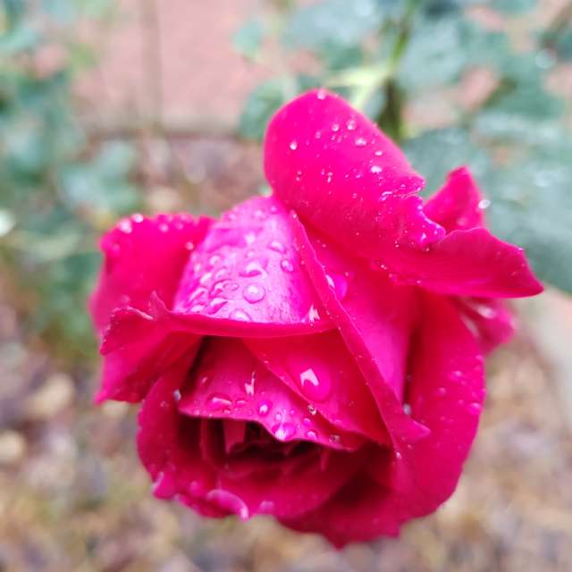 Fotos del Alimento. Pronósticos del tiempo con hermosas fotos de Albert_Smelovtsev en Roza Khutor
