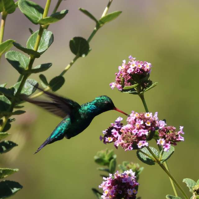 Natureza. Wettervorhersagen mit schönen Fotos von VIAꓨEM_E_HISTÓЯIA Fotos Florianópolis