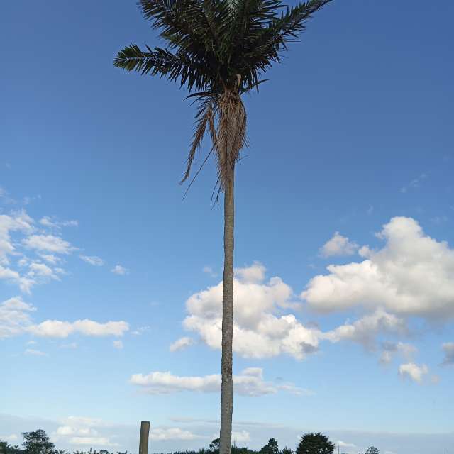 天气预报，带Safardy02精美的照片