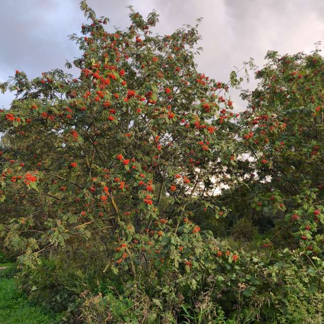 GREENE. Weather forecasts with beautiful photos by Amanda_and_Valdemar_Che Photos in Izmaylovo District