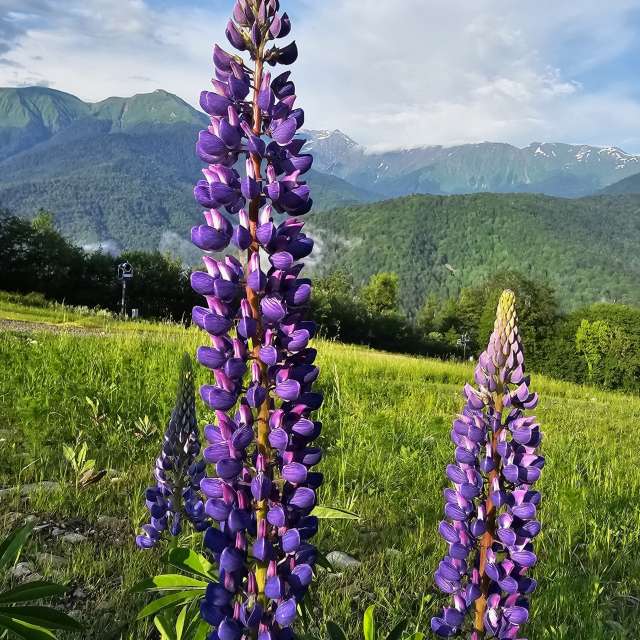 View. Weather forecasts with beautiful photos by Albert_Smelovtsev Photos in Roza Khutor