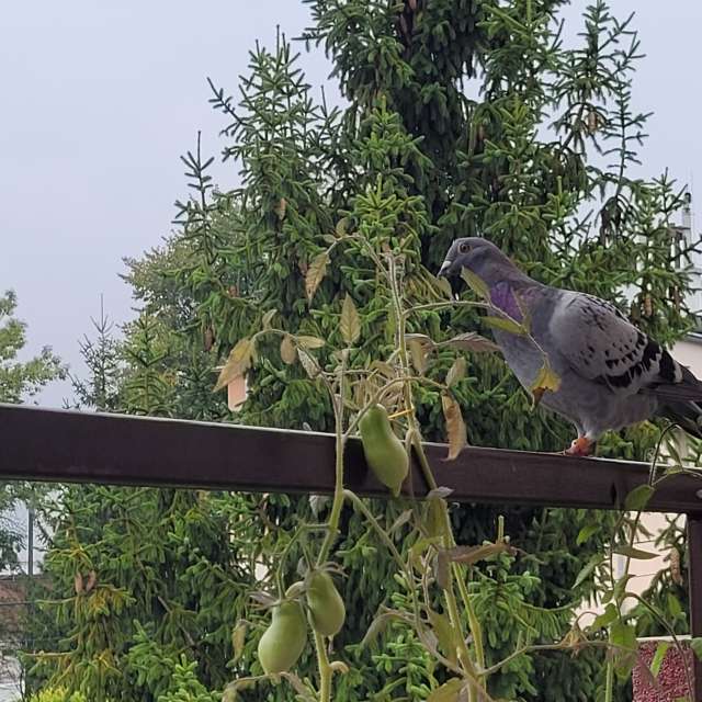 Zoo. Weather forecasts with beautiful photos by BeaW Photos in World