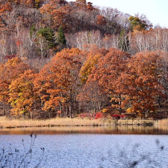秋. Weather forecasts with beautiful photos by yoshy Photos in World
